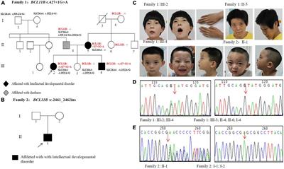 Identification of two novel variants of the BCL11B gene in two Chinese pedigrees associated with neurodevelopmental disorders